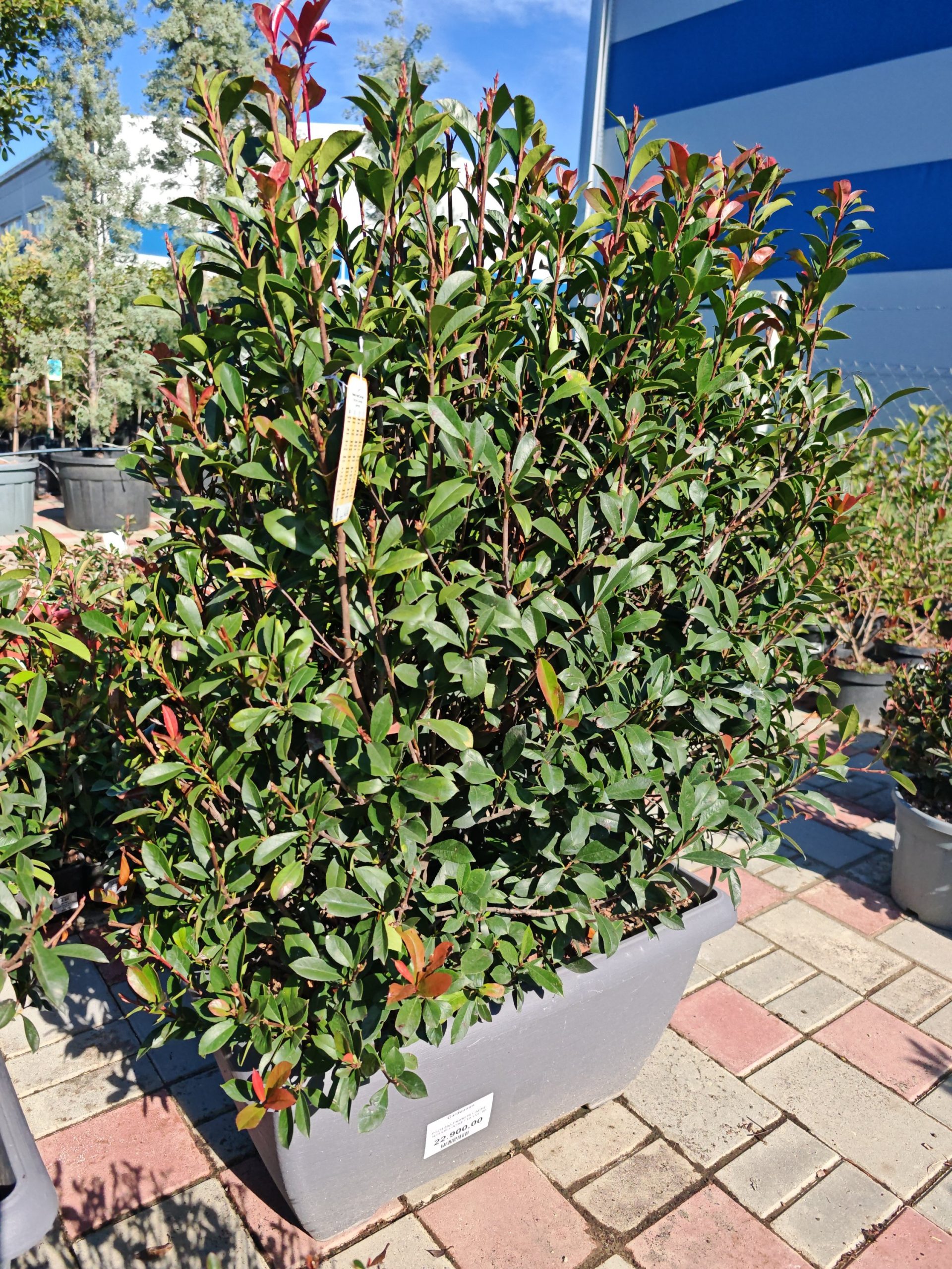 PHOTINIA X FRASERI CARRE' ROUGE CASSETTA LVC 50 - Fotinija