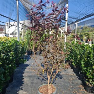 ACER PALMATUM BLOODGOOD CLT. 35 125/150 - Japanski javor