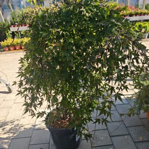 ACER PALMATUM RYUSEN [R] CLT. 20 MEZZO FUSTO - Japanski javor