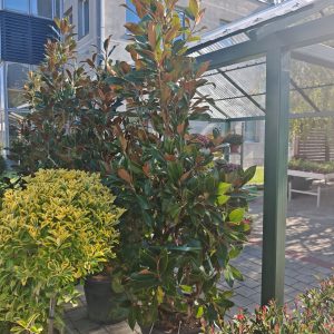 MAGNOLIA GRANDIFLORA GALLISONIENSIS CLT. 70 200/250 - Magnolija