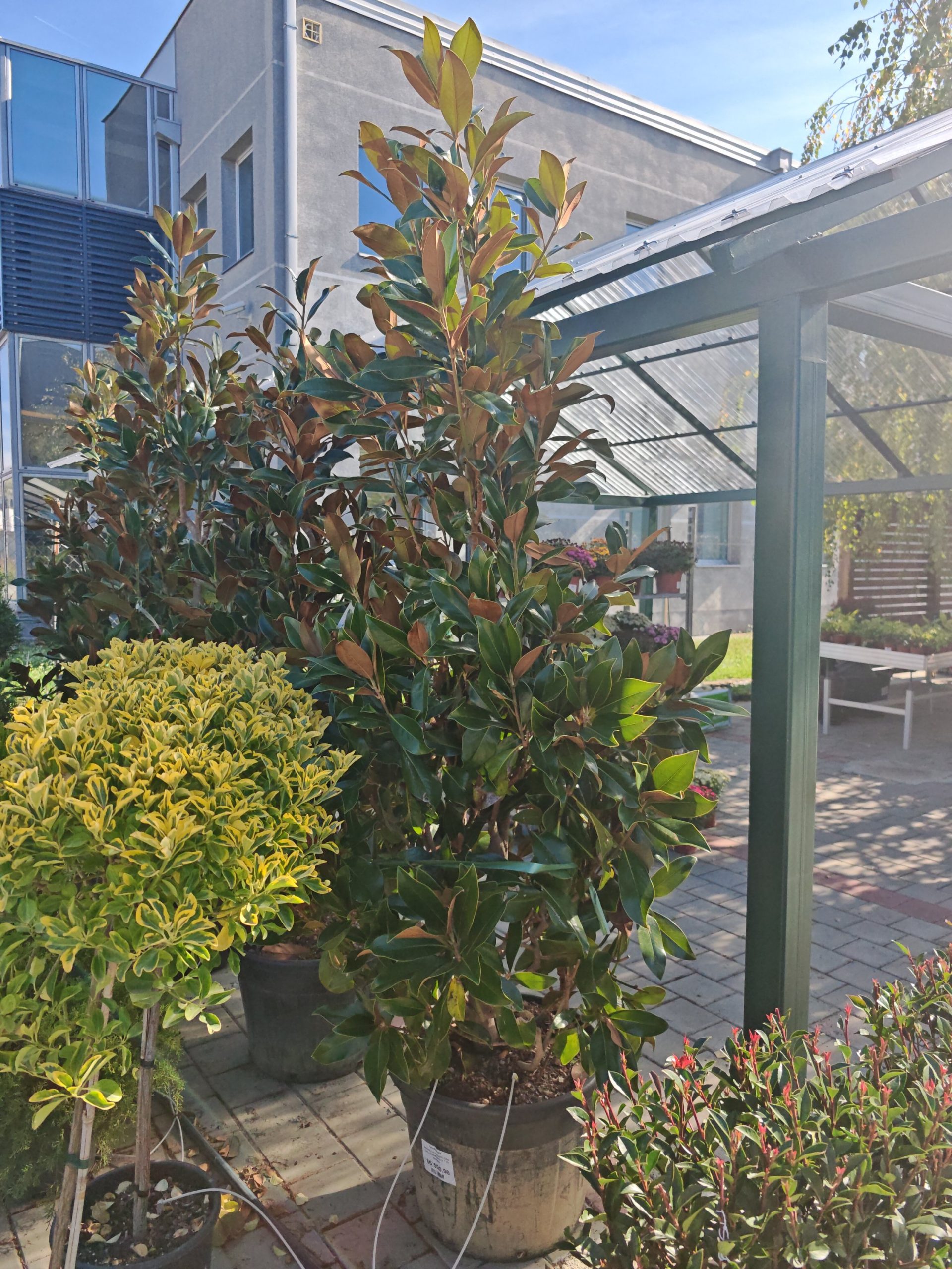 MAGNOLIA GRANDIFLORA GALLISONIENSIS CLT. 70 200/250 - Magnolija