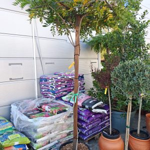 WISTERIA FLORIBUNDA ROYAL PURPLE CLT. 45 TETTO - Vistarija