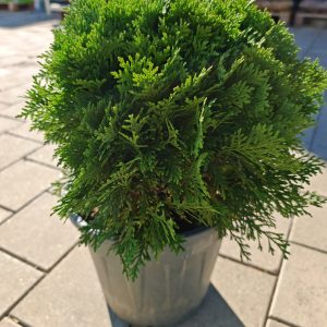 THUJA OCCIDENTALIS DANICA CLT. 10 - Tuja