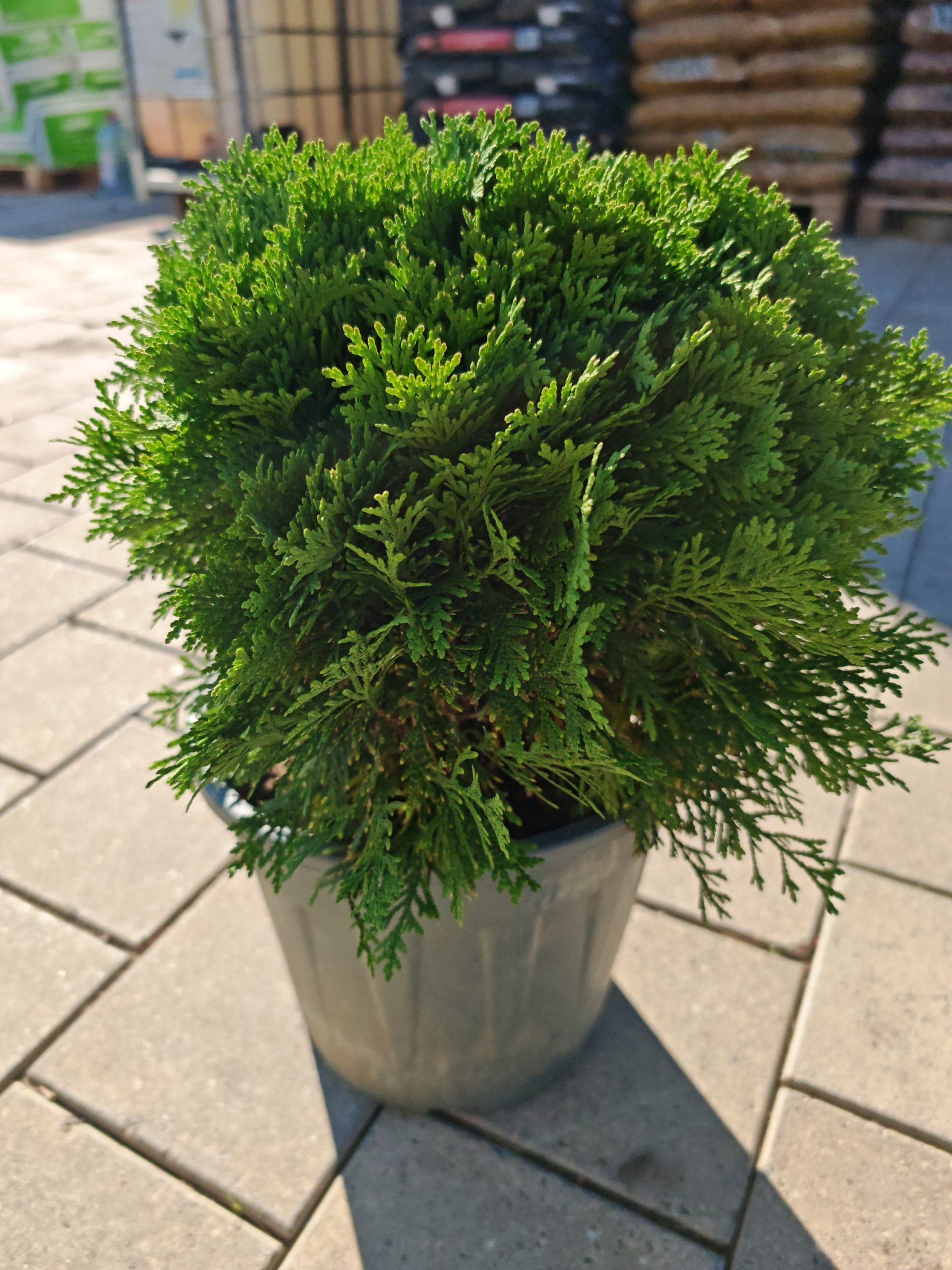 THUJA OCCIDENTALIS DANICA CLT. 10 - Tuja