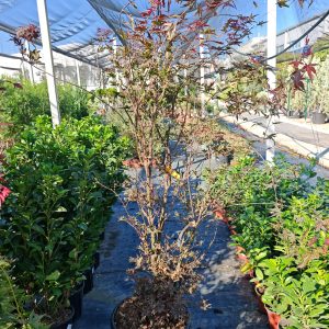 ACER PALMATUM ATROPURPUREUM CLT. 35 125/150 - Japanski javor