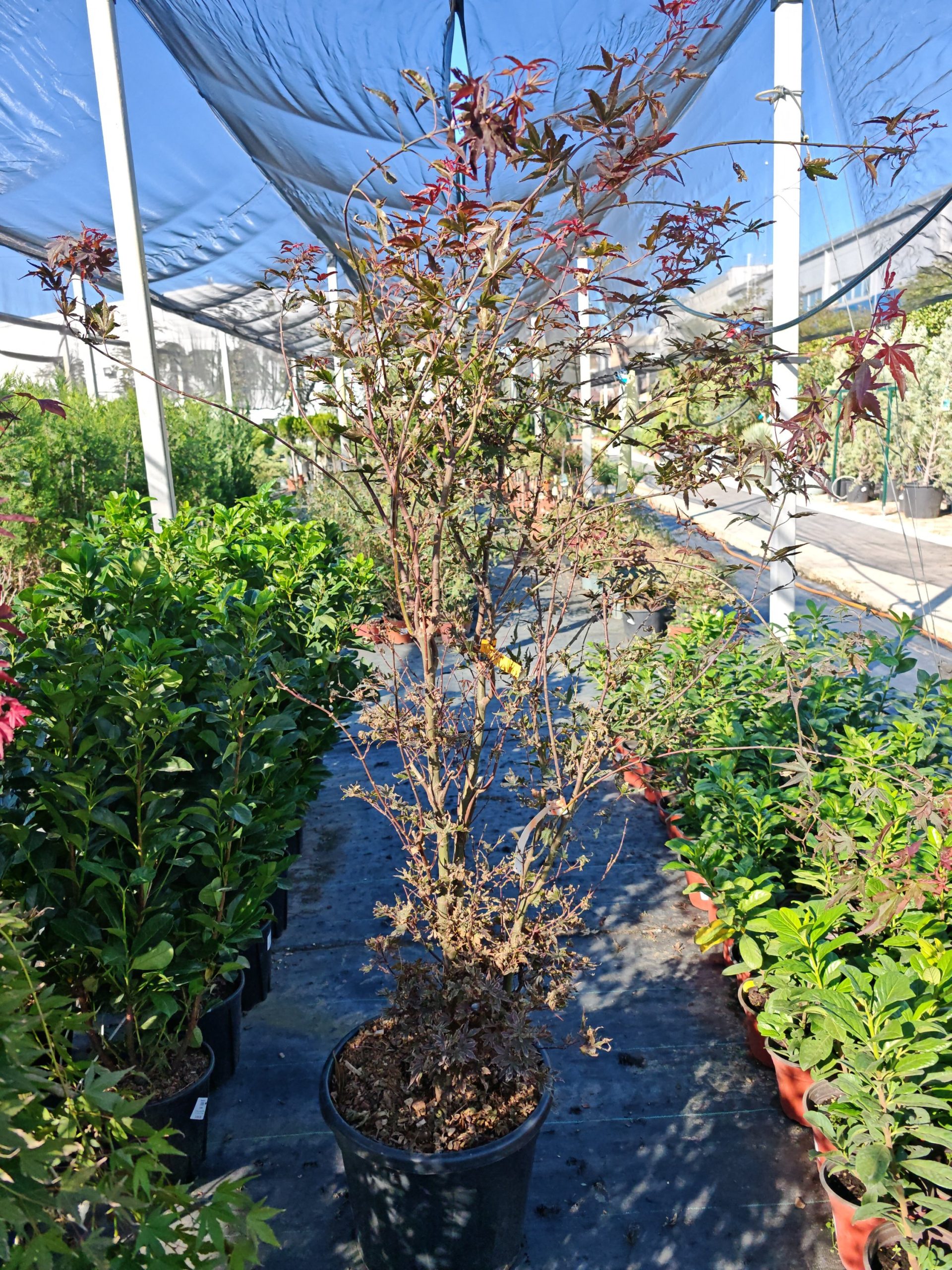 ACER PALMATUM ATROPURPUREUM CLT. 35 125/150 - Japanski javor