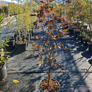 ACER PALMATUM BLOODGOOD CLT. 10 - Japanski javor