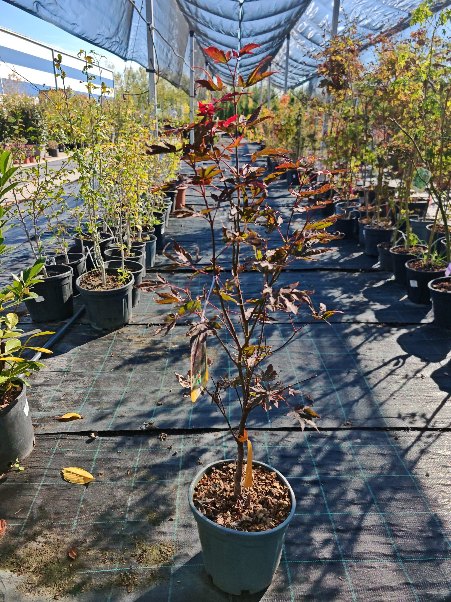 ACER PALMATUM BLOODGOOD CLT. 10 - Japanski javor