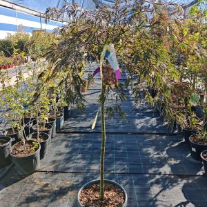 ACER PALM. DISS. TAMUKEYAMA CLT. 20 MEZZO FUSTO - Japanski javor