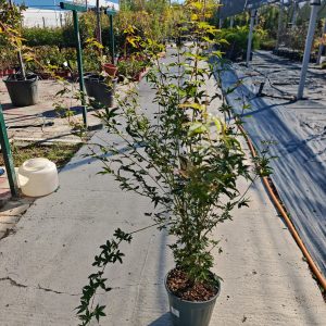 ACER PALMATUM KATSURA CLT. 10 - Japanski javor