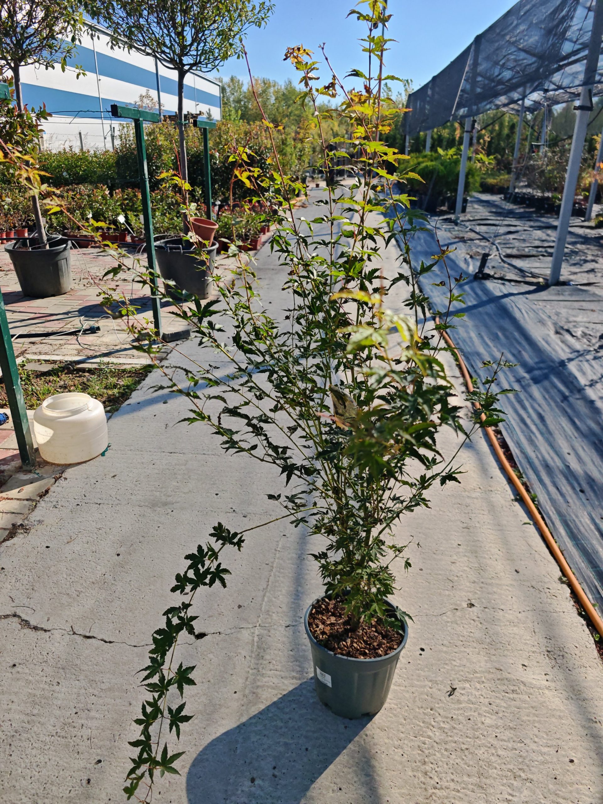 ACER PALMATUM KATSURA CLT. 10 - Japanski javor