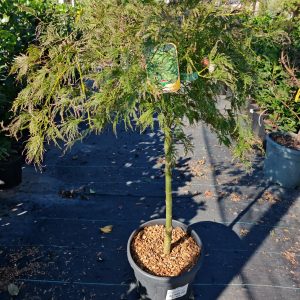 ACER PALM. DISS. VIRIDE CLT. 20 MEZZO FUSTO - Japanski javor