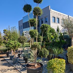 LIGUSTRUM IONANDRUM CLT. 130 POMPONS - Kalina