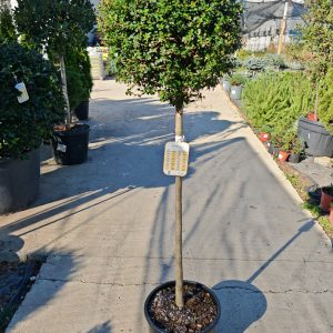 LIGUSTRUM IONANDRUM CLT. 18 MEZZO FUSTO - Kalina (manji primerak)