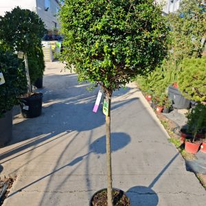LIGUSTRUM IONANDRUM CLT. 18 MEZZO FUSTO - Kalina (veći primerak)