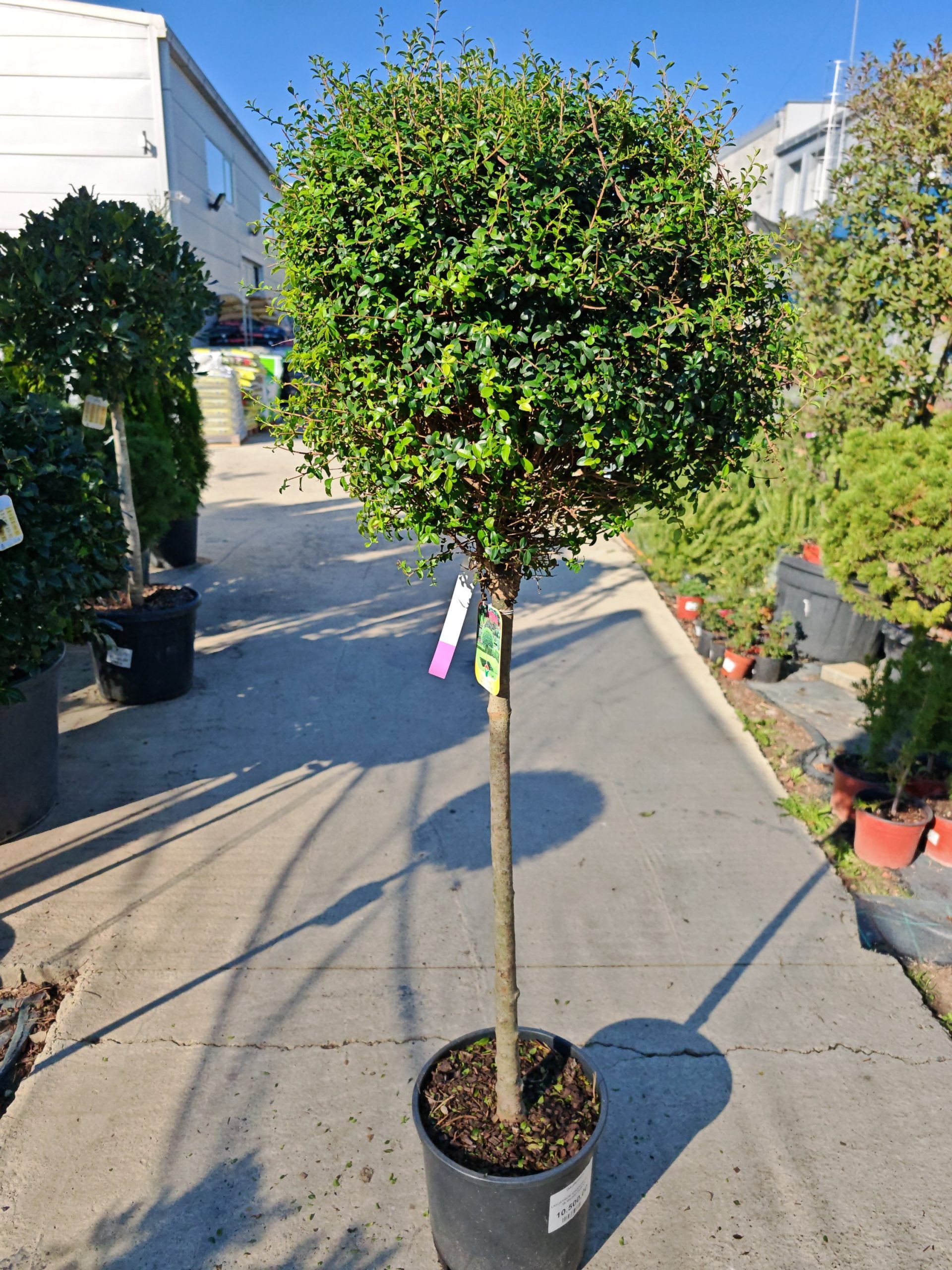 LIGUSTRUM IONANDRUM CLT. 18 MEZZO FUSTO - Kalina (veći primerak)