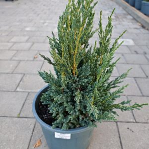 JUNIPERUS SQUAMATA BLUE COMPACT CLT. 10 - Kleka