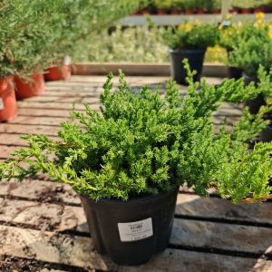 JUNIPERUS PROCUMBENS NANA CLT. 3 - Kleka