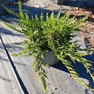JUNIPERUS HORIZ. PRINCE OF WALES CLT. 10 - Kleka