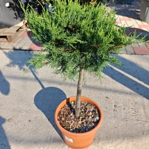 JUNIPERUS MEDIA OLD GOLD LV 9 MINI ALBERETTO - Kleka