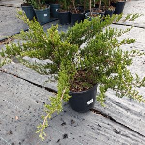 JUNIPERUS SABINA TAMARIXIFOLIA CLT. 10 - Kleka