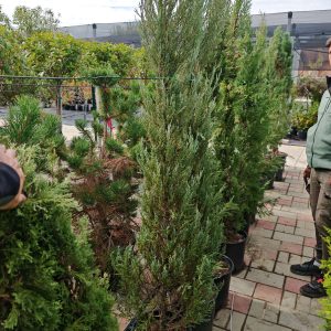 JUNIPERUS COMMUNIS HIBERNICA CLT. 55 175/200 - Kleka
