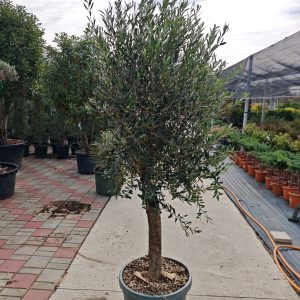 OLEA EUROPAEA CLT. 55 MEZZO FUSTO - Maslina