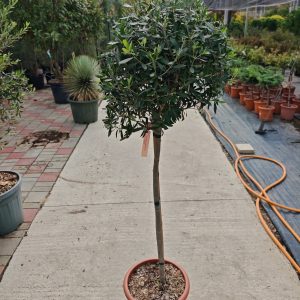 OLEA EUROPAEA FRANGIVENTO LV 18 M/FUSTO A PALLA - Maslina