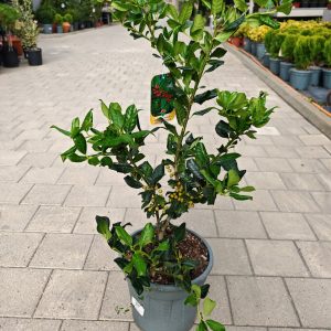 ILEX MUTCHAGARA NELLIE R. STEVENS CLT. 10 - Božikovina