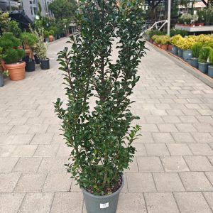 ILEX MESERVEAE HECKENPRACHT [R] CLT. 10 - Božikovina