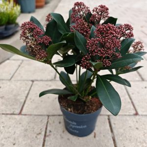 SKIMMIA JAPONICA 17 - SKIMIJA