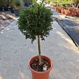 ILEX CRENATA GLORIE GEM LV 9 MINI ALBERETTO - Božikovina