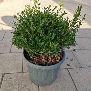 ILEX CRENATA GLORIE GEM CLT. 5 PALLA - Božikovina