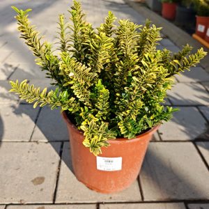 EUONYMUS PULCHELLUS AUREOVARIEGATUS CLT. 5 - Kurika