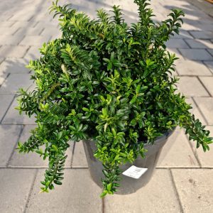 EUONYMUS PULCHELLUS (MICROPHYLLUS] CLT. 10 - Kurika