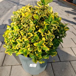 EUONYMUS JAPONICUS ELEGANT. AUREUS CLT. 15 PALLA - Kurika