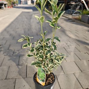 EUONYMUS JAPONICUS BRAVO CLT. 3 - Kurika
