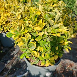 EUONYMUS JAPONICUS ELEGANT. AUREUS CLT. 10 PALLA - Kurika