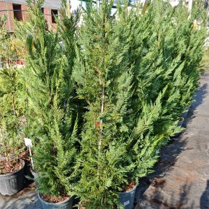CUPRESSOCYPARIS LEYLANDII CLT. 15 - Lejlandi čempres