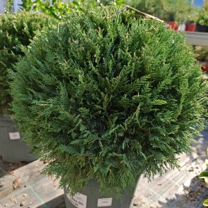 CUPRESSOCYPARIS LEYLANDII CLT. 30 PALLA - Lejlandi čempres
