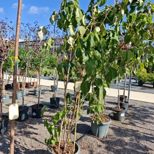 CLERODENDRON TRICHOTOMUM CLT. 30 150/175 - Klerodendron