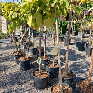 CATALPA BUNGEI [BIGNONIOIDES NANA] CLT. 18 MEZZO FUSTO - Katalpa