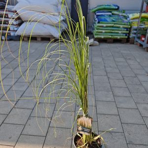 CORTADERIA SELLOANA WHITE 3L - Kortaderija (pampas trava)