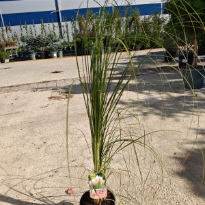 CORTADERIA SELLOANA PINK 3L - Kortaderija (pampas trava)