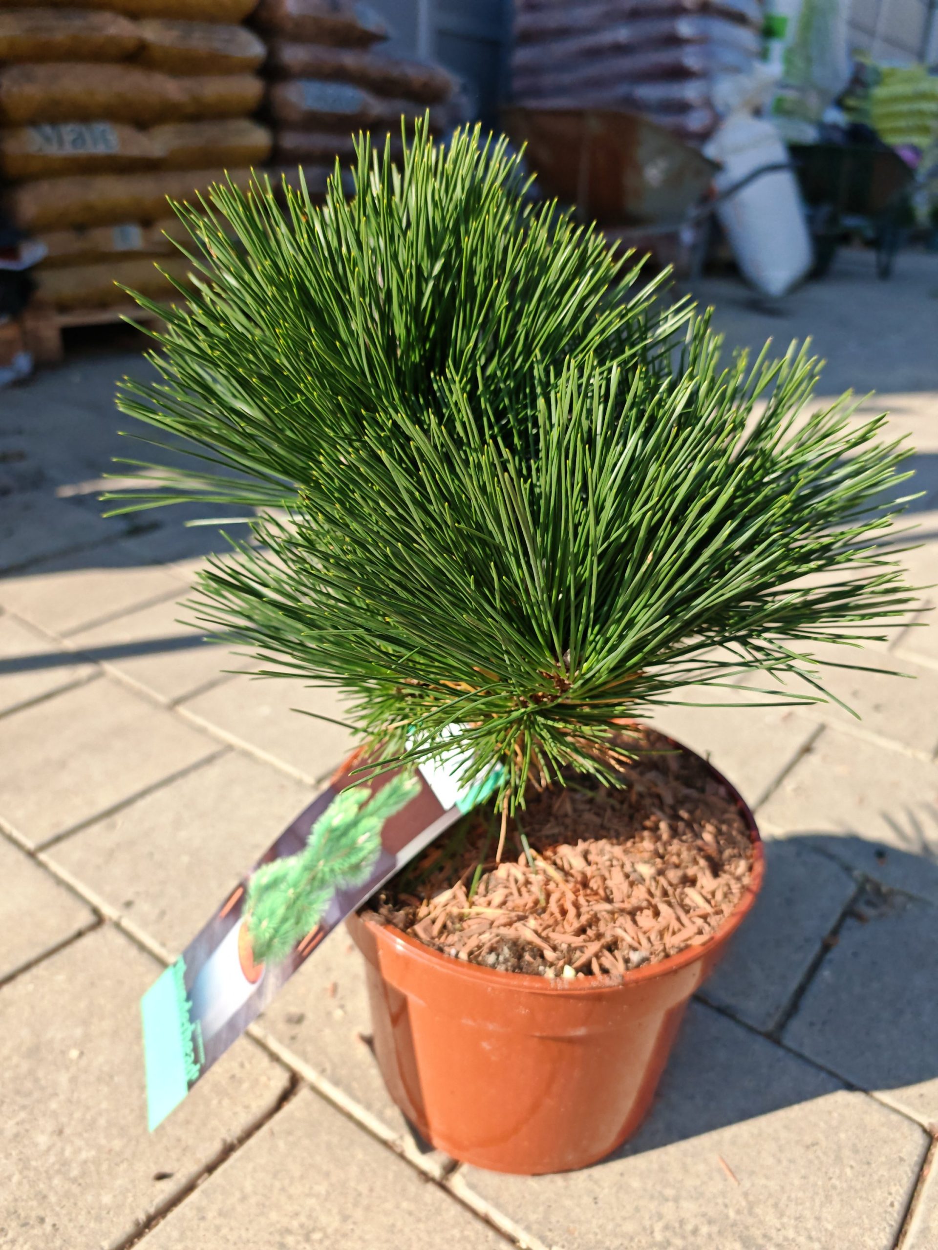 PINUS THUNBERGII THUNDERHEAD CLT. 5 - Japanski crni bor