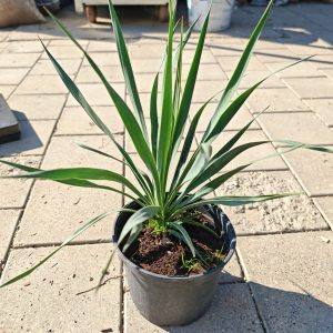 YUCCA FILAMENTOSA - Juka