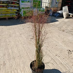 MUHLENBERGIA CAPILLARIS 3L - Muhlenbergija