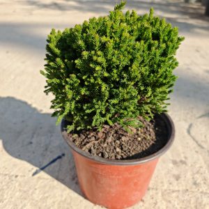 CRYPTOMERIA JAPONICA GREEN PEARL Ø22 - Kriptomerija
