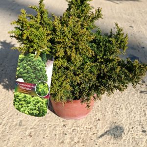 CRYPTOMERIA JAPONICA YOKOHAMA Ø22 - Kriptomerija