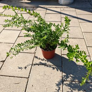 LONICERA NITIDA MAIGRUEN - Sitnolisni orlovi nokti